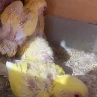 طوطی برزیلی سرلاکی|پرنده|بندر کنگان, |دیوار