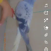 کفتر|پرنده|مشهد, بهمن|دیوار