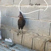 مرغ محلی|حیوانات مزرعه|زرقان, |دیوار