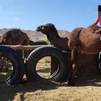 شتر نر|حیوانات مزرعه|جلگه ماژان, |دیوار