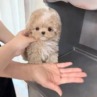 توله شیتزو سوپر فلت|سگ|شیراز, دروازه قران|دیوار