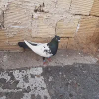 سینه سیاه گرفتنی|پرنده|تربت‌حیدریه, حسنی بالا|دیوار