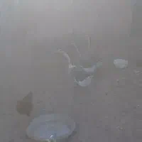 ۳ تا قوغاز ماده|حیوانات مزرعه|اردبیل, |دیوار