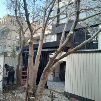 هرس تخصصی انواع درختان..کود دهی .تجویز سم
