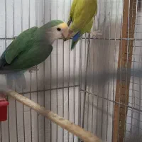 کوتوله برزیلی