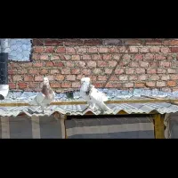 جفت هما زرد بی نظیر