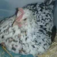 مرغوخروس|حیوانات مزرعه|فلاورجان, |دیوار