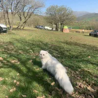 فروش به خاطر مهاجرت