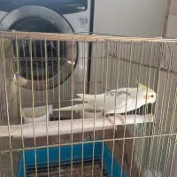 عروس هلندی جوان|پرنده|ری, ظهیرآباد|دیوار