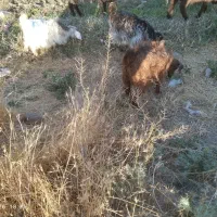 بزغاله ماده سالم مناسب نگهداری