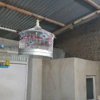 قناری خاکی