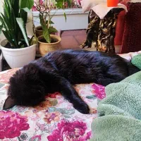 واگذاری بچه گربه و مادر|گربه|تهران, افسریه شمالی|دیوار