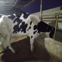 گاو گوشتی|حیوانات مزرعه|شفت, |دیوار