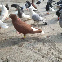 کبوتر دم سفید