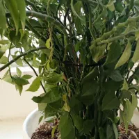 گل طبیعی|گل و گیاه طبیعی|چناران, |دیوار