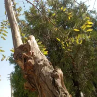 چوب درخت میبرم