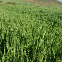 فروش زمین کشاورزی با چاه آب اختصاصی ودامداری