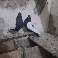 سینه سیاه|پرنده|بندر ماهشهر, |دیوار