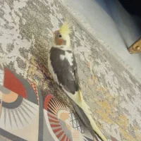 عروس هلندی  دستی