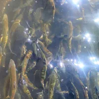 فروشی ماهی قزل الا