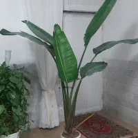 نیکولای لاکچری