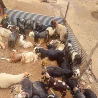 دامداری دارای تنوع زیاد گوسفند زنده +وزن وهرنژاد+|حیوانات مزرعه|مشهد, شهرک رازی (شهرک غرب)|دیوار