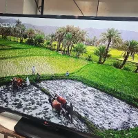ال ای دی ۵۰ الجی