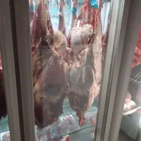 به قطعه کار مرغ  نیازمندیم