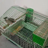 فنج فنچ با قفس