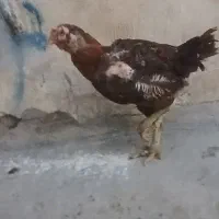 مرغ‌لاری نسل‌دار