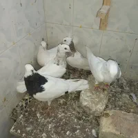 ۷تا جوجه طوقی|پرنده|مشهد, طلاب|دیوار