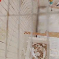 فنچ و عروس هلندی