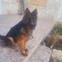 ژرمن شولاین