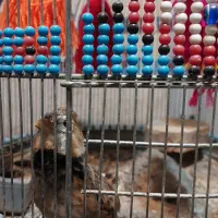 قفس قناری سهره خاکی