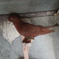 کفتر سرخ شهری نر پرشی