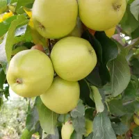 نهال سیب پایه خارجی (مالینگ)|خدمات باغبانی و درختکاری|اشنویه, |دیوار