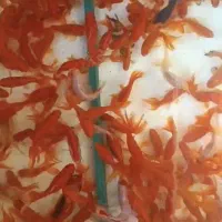 ماهی قرمز|ماهی|شاهرود, |دیوار