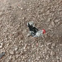 دوعددخروس گلین ۵ماهه به فروش می‌رسد