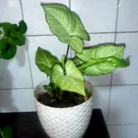 گل های طبیعی