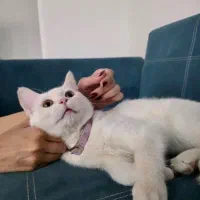گربه|گربه|ساری, |دیوار