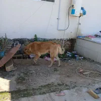 پژدر ۲۵ ماهه