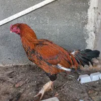 خروس۳۰۰|حیوانات مزرعه|بهارستان, |دیوار