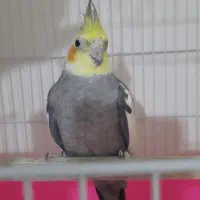 یک جفت عروس هلندی نر و ماده با تخفیف|پرنده|قم, شهرک مهدیه|دیوار