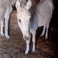 خر ماده فروشی