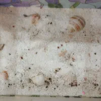 اکواریوم 60*55*30 شیشه خم|ماهی|فردیس, فردیس|دیوار