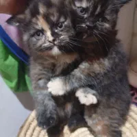 واگذاری گربه