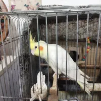 عروس هلندی فروشی. نر و ماده|پرنده|مینودشت, |دیوار