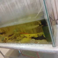 آکواریوم+ماهی و لوازم|ماهی|قوچان, |دیوار