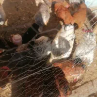 مرغ تخم گذار