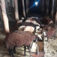 بره محلی ۱۷راس جفتی ۱۷ملیون